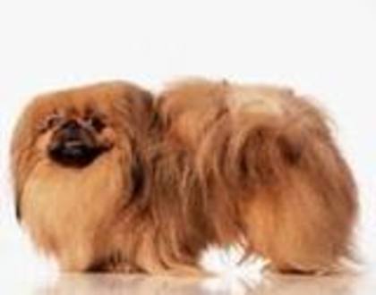 images (45) - Pechinez