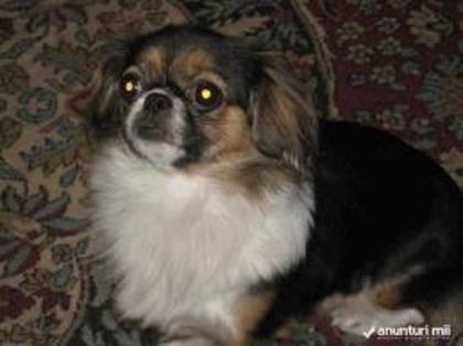 images (47) - Pechinez