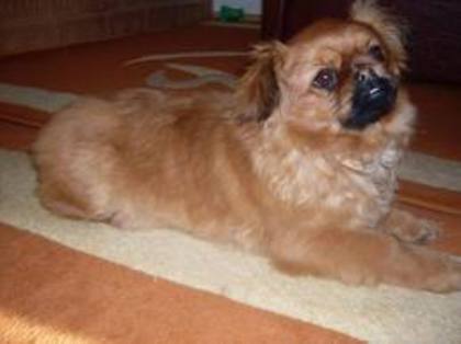 images (48) - Pechinez