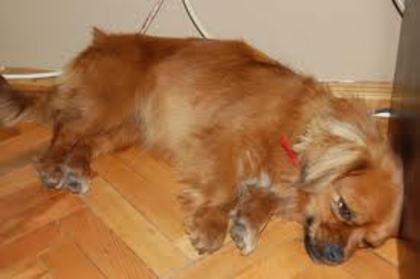 images (49) - Pechinez