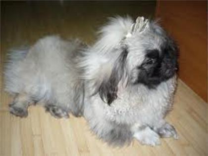 images (50) - Pechinez