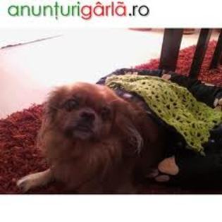 images (70) - Pechinez