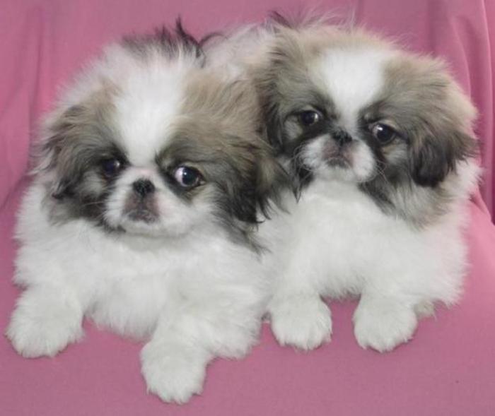 Imagine_vand-pechinez-imperial-deosebiti-in-bucuresti-13839_1