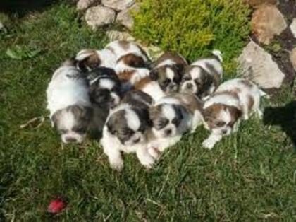 images (32) - Pechinez