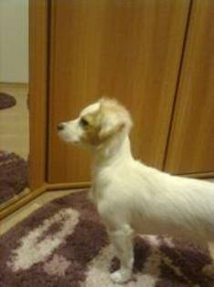 images (33) - Pechinez