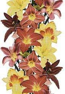 nature_372 - poze flori