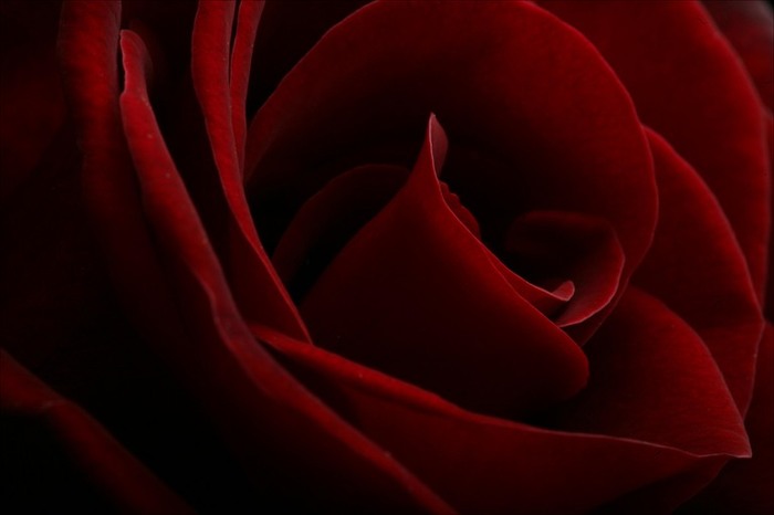 red-roses - poze flori