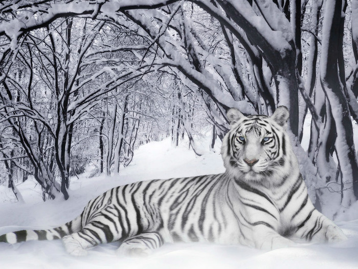 The-best-top-desktop-tiger-wallpapers-hd-tiger-wallpaper-8 - Poze pentu desktop