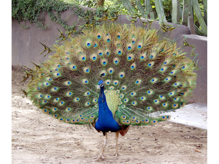 peacock-1024x768 - poze pauni