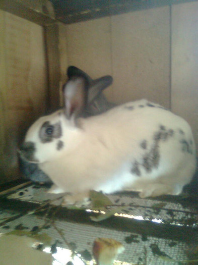  - iepuri-comuni 2011