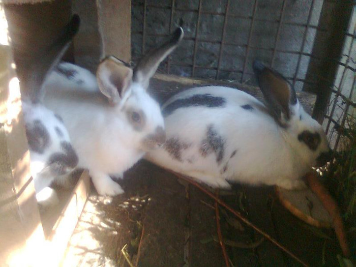3 luni - iepuri-comuni 2011