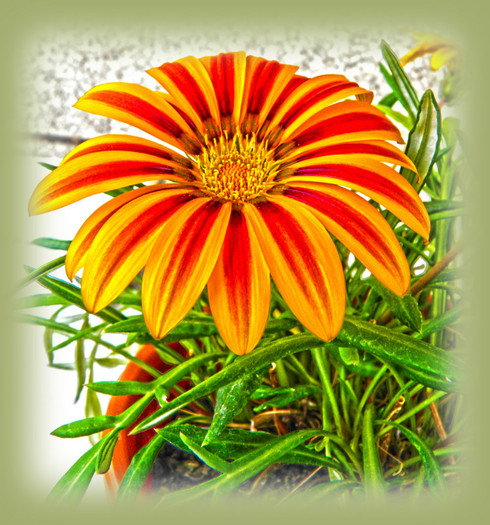 Gazania 01 - Florile noastre din balcon 02