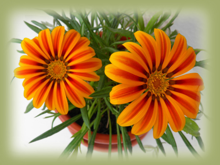 Gazania 03 - Florile noastre din balcon 02