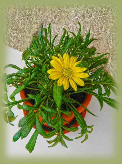 Gazania 04 - Florile noastre din balcon 02