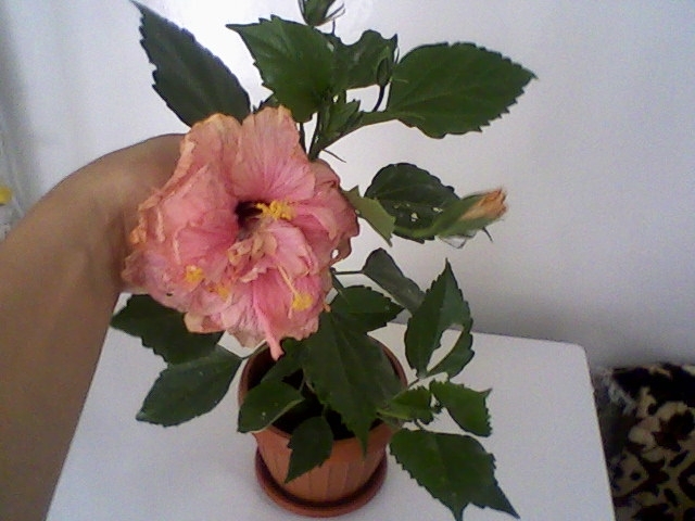 hibi 25 iulie 2011 - Hibiscus