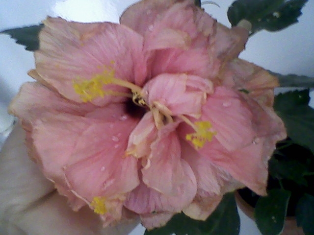 hibiscus 25 iulie 2011