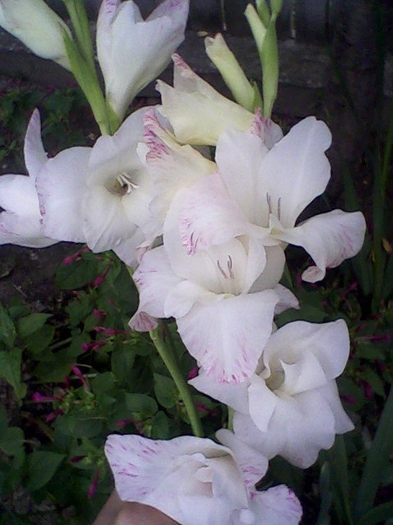 gladiole soacra mea august 2011 - Gladiole