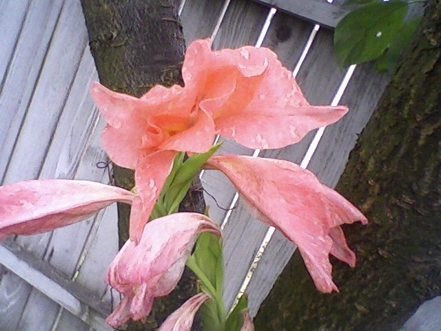 gladiole soacra mea august 2011 - Gladiole