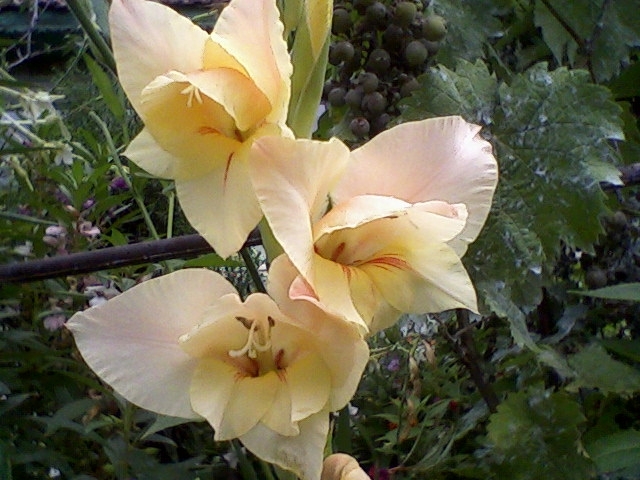 Fotografii-0279 - Gladiole