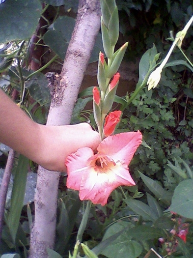 gladiole soacra mea august 2011