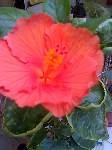gator  orange - HIBISCUS-2012