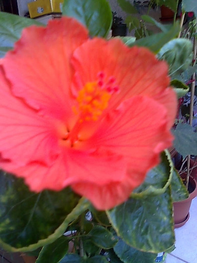 gator  orange - HIBISCUS-2012