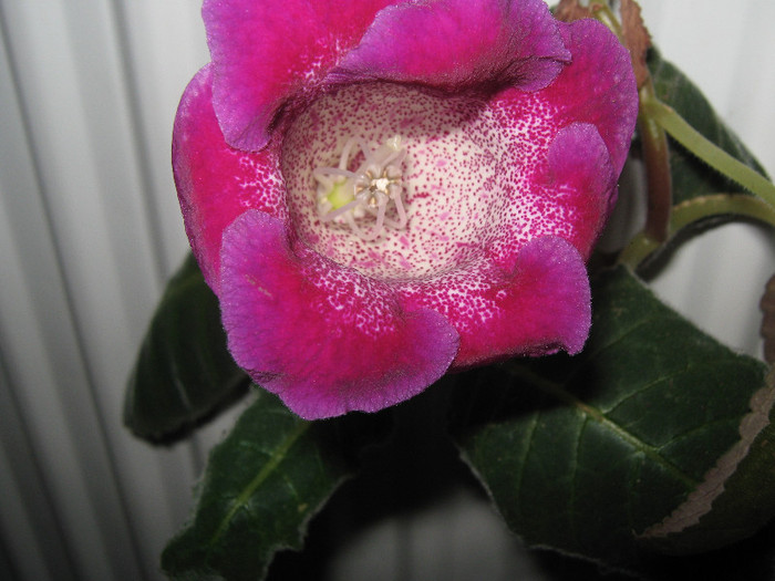  - gloxinia Tigrina Purple