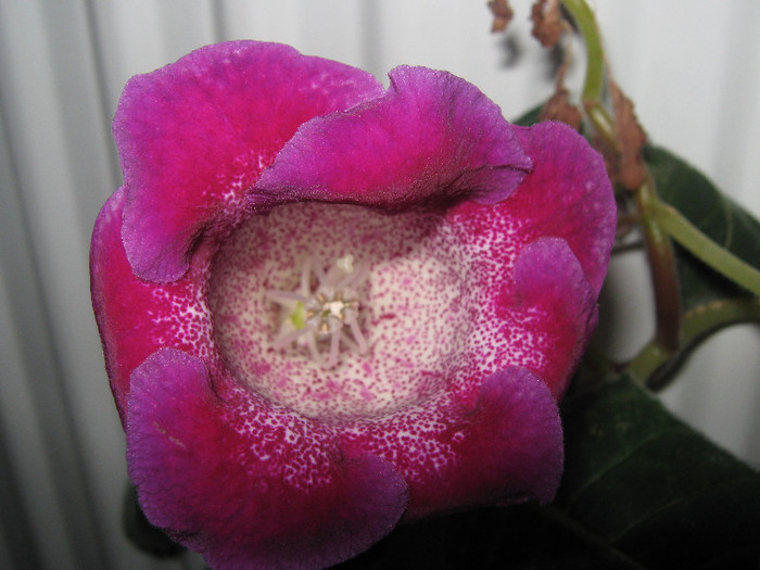  - gloxinia Tigrina Purple