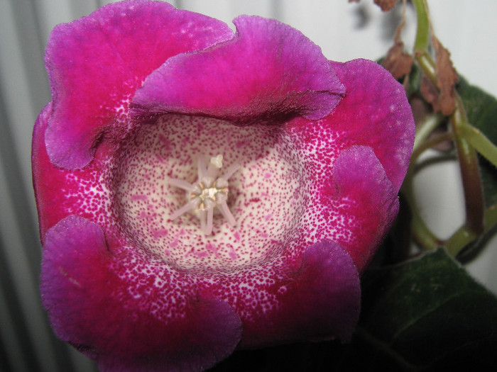  - gloxinia Tigrina Purple