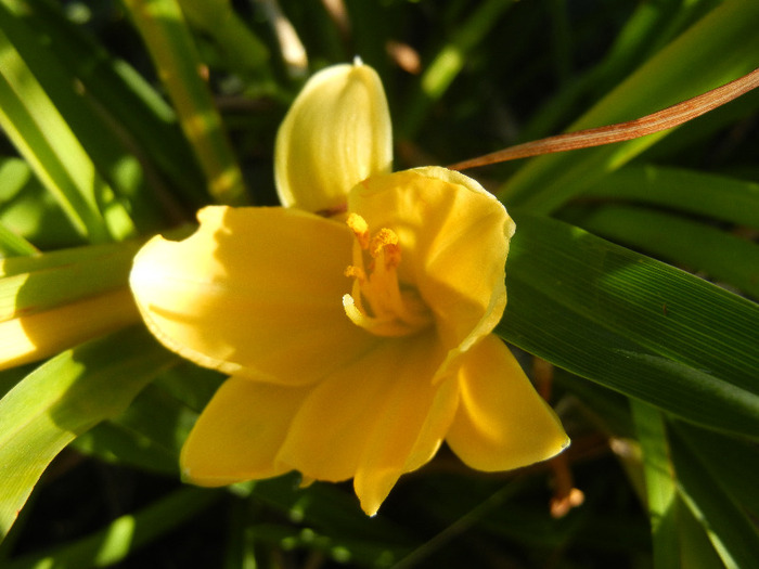 Hemerocallis Stella de Oro (2011, Oct.20) - Hemerocallis Stella de Oro