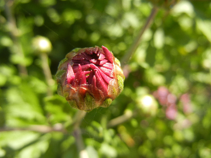 Purple Chrysanthemum (2011, Oct.20)