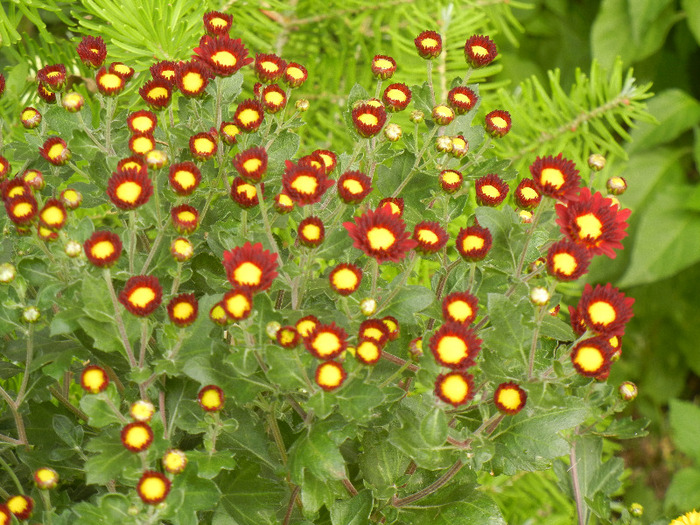 Red & Yellow Chrysanth (2011, Oct.25)