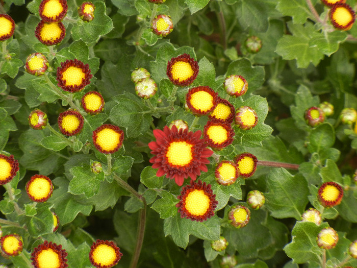 Red & Yellow Chrysanth (2011, Oct.25)