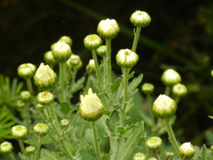 White Chrysanthemum (2011, Oct.25) - White Chrysanthemum