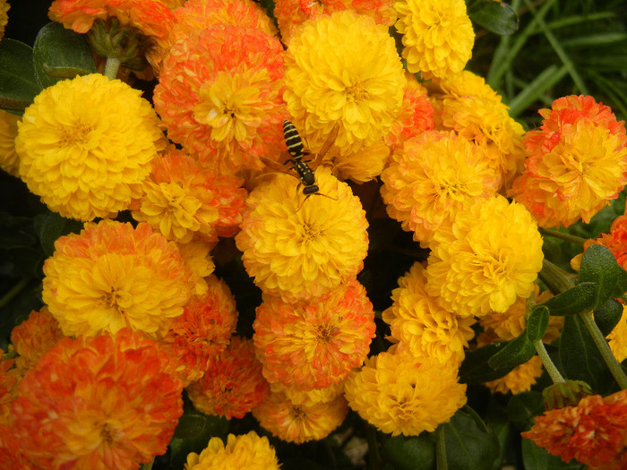 Yellow Chrysanthemum (2011, Oct.25) - Yellow Chrysanthemum