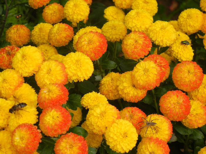 Yellow Chrysanthemum (2011, Oct.25)