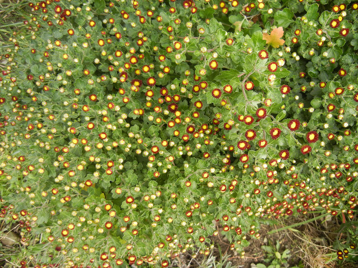 Chrysanths (2011, October 25) - 10 Garden in October