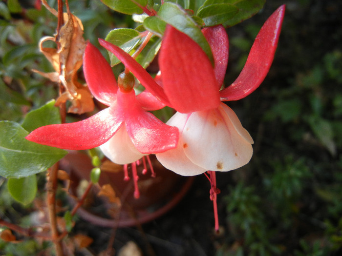 Fuchsia Red White (2011, October 20) - Fuchsia Red White