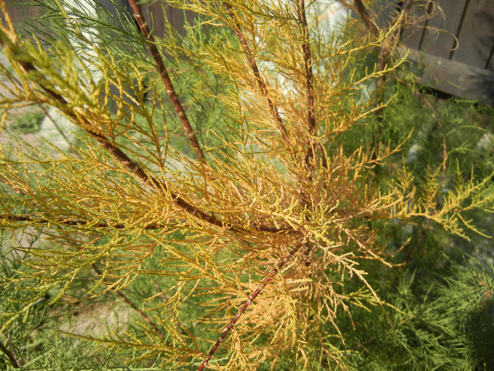 Tamarix tetranda (2011, October 20)