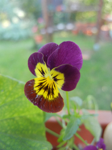 Purple Trailing Pansy (2011, Oct.20) - Trailing pansy Purple