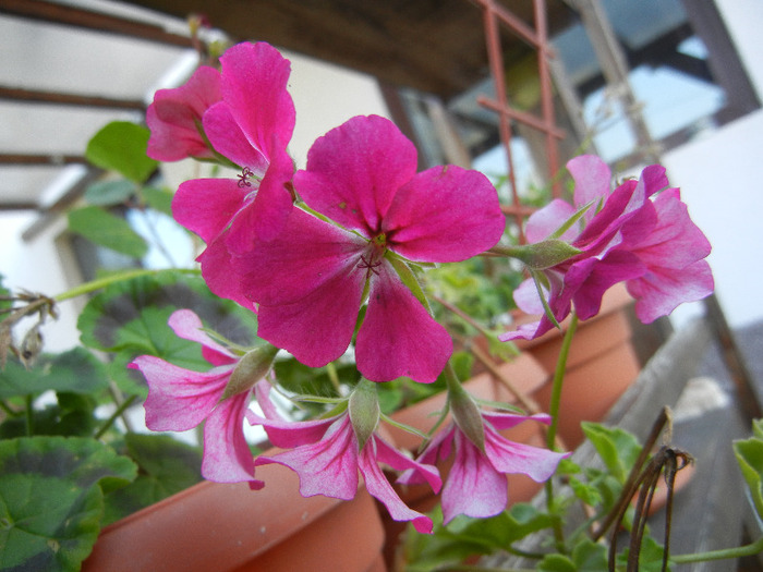 Geranium Summer Showers (`11, Oct.20)