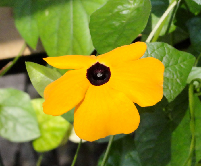 Thunbergia alata - Sfarsit de octombrie in balcon