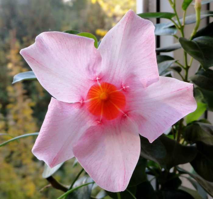 Dipladenia - Sfarsit de octombrie in balcon