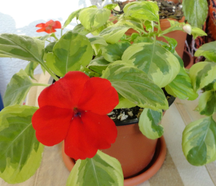 Impatiens