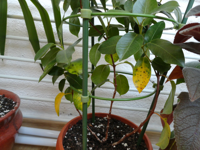 Problema dipladenia - Sfarsit de octombrie in balcon