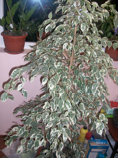 100_4128 - ficus benjamin