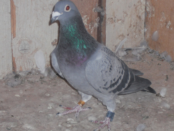 M 2009- 6 cls. in 2012