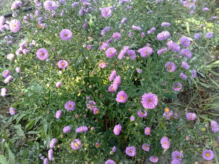 56 - FLORI IN GRADINA