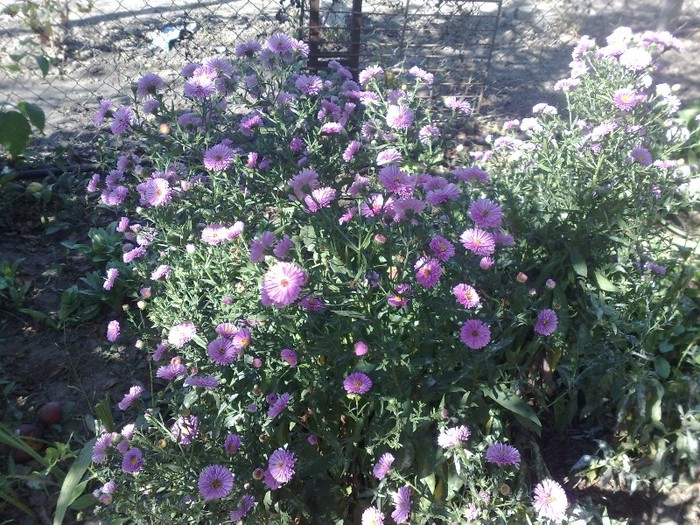 91 - FLORI IN GRADINA