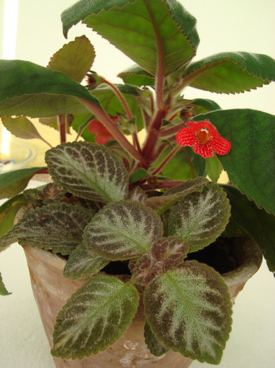 DSC04466 - episcia